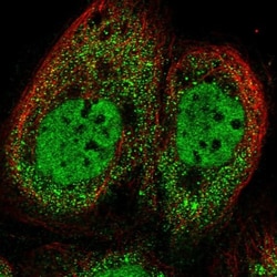 ZUFSP Antibody, Novus Biologicals 0.1mL; Unlabeled:Antibodies, Polyclonal